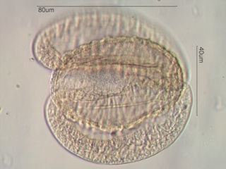 Alpine Fir Pollen