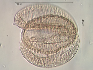 Cross-Section of Pollen