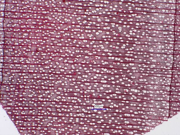 Acer negundo, Cross-Section