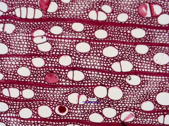 Acer negundo, Cross-Section