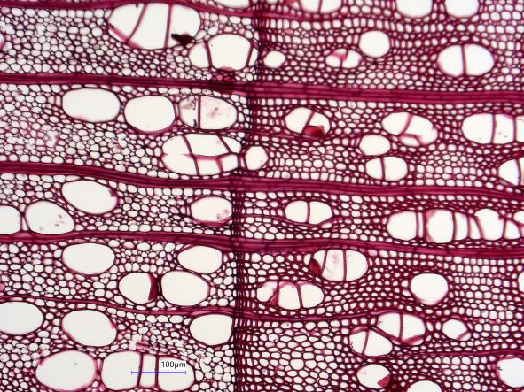 Acer negundo, Cross-Section
