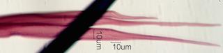 Acer saccharum Fiber