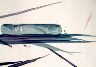 Acer saccharum Fiber