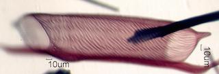 Acer saccharum Fiber