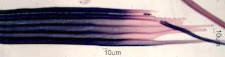 Acer saccharum Fiber