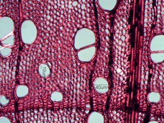 Acer saccharum, Cross-Section