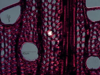Acer saccharum, Cross-Section