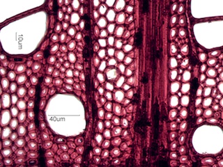 Acer saccharum, Cross-Section