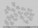 CHROMSPUN Acetate Fiber Cross-Section