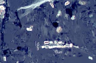 Calcium Oxalate Phytoliths