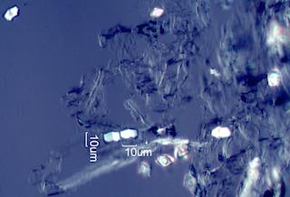 Calcium Oxalate Phytoliths