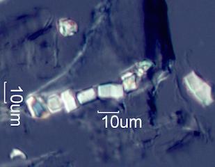 Calcium Oxalate Phytoliths