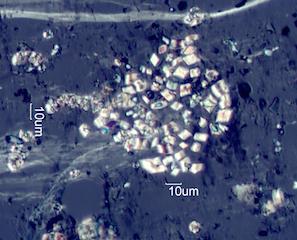 Calcium Oxalate Phytoliths