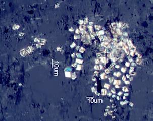 Calcium Oxalate Phytoliths