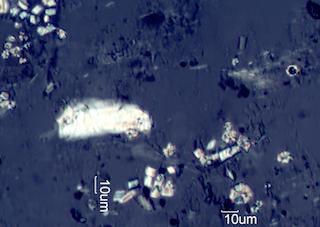 Calcium Oxalate Phytoliths