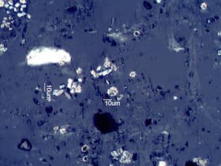 Calcium Oxalate Phytoliths