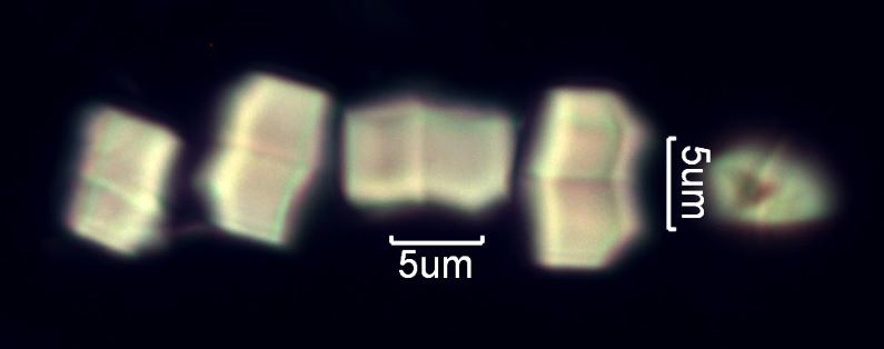 Calcium Oxalate Phytoliths