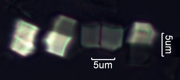 Calcium Oxalate Phytoliths