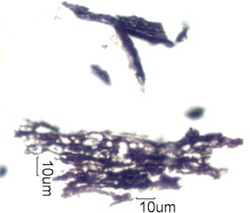 Adenostoma sparsifolium Bark Ash