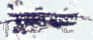 Adenostoma sparsifolium Bark Ash