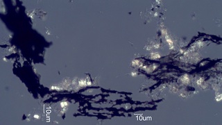 Adenostoma sparsifolium Bark Ash