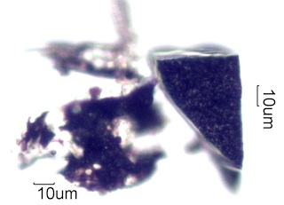 Adenostoma sparsifolium Bloom Ash