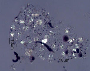 Adenostoma sparsifolium Bloom Ash