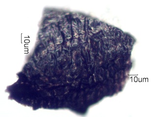 Adenostoma sparsifolium Bloom Ash