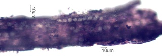 Adenostoma sparsifolium Bloom Ash