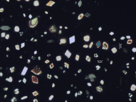 Calcium Oxalate Phytoliths