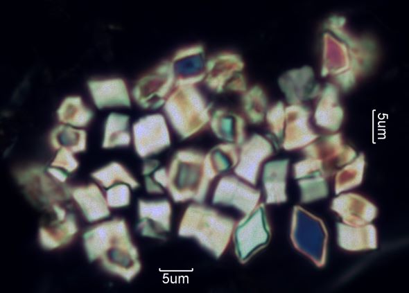Calcium Oxalate Phytoliths