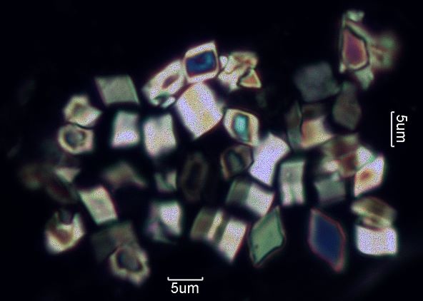 Calcium Oxalate Phytoliths