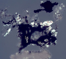 Adenostoma sparsifolium Leaf Ash