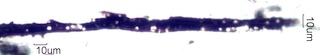 Adenostoma sparsifolium Leaf Ash