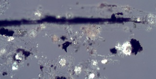 Adenostoma sparsifolium Leaf Ash