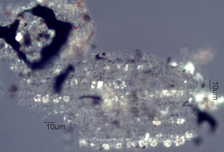 Adenostoma sparsifolium Leaf Ash