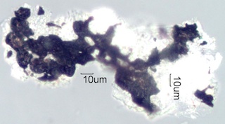 Adenostoma sparsifolium Leaf Ash