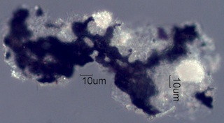 Adenostoma sparsifolium Leaf Ash