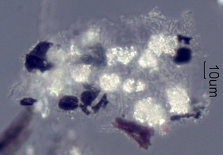 Adenostoma sparsifolium Leaf Ash