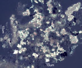 Adenostoma sparsifolium Twig Ash