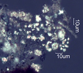 Adenostoma sparsifolium Twig Ash