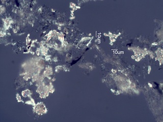 Adenostoma sparsifolium Twig Ash