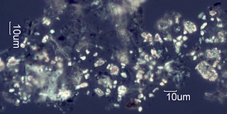 Adenostoma sparsifolium Twig Ash