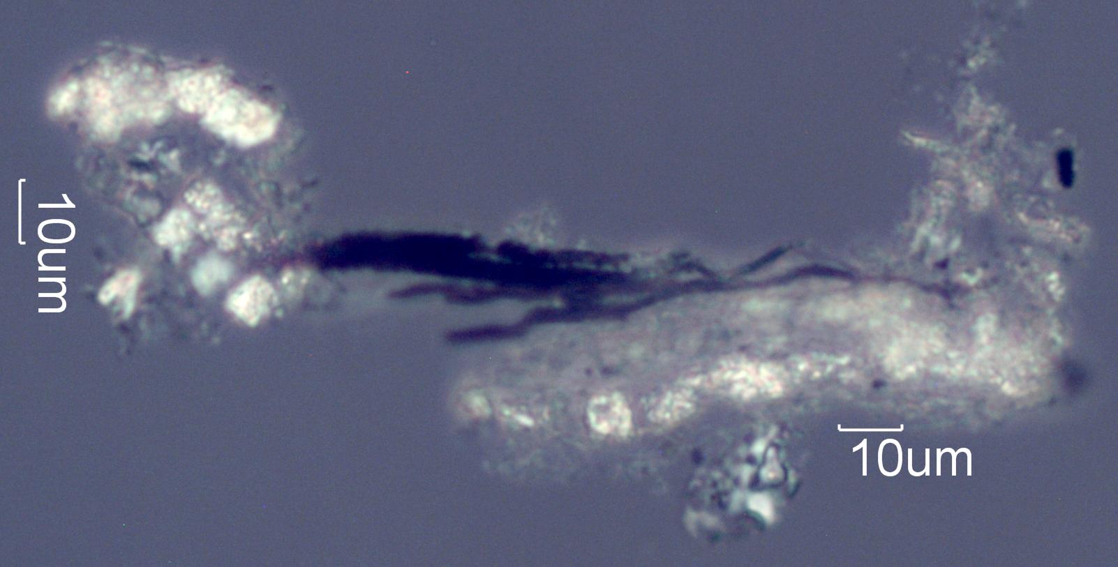 Adenostoma sparsifolium Twig Ash
