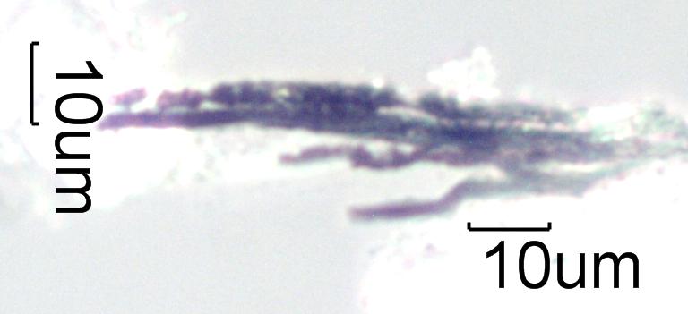 Adenostoma sparsifolium Twig Ash