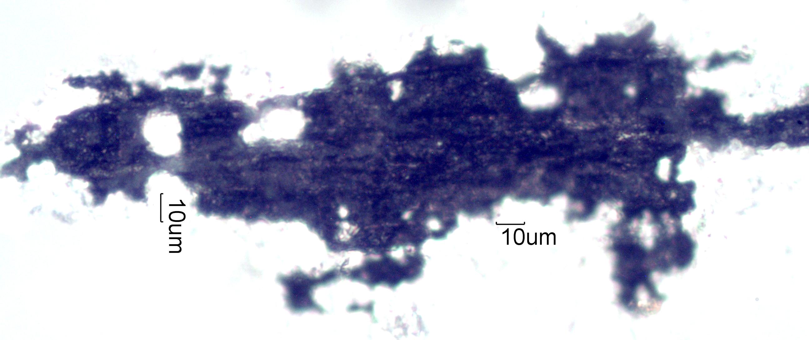 Adenostoma sparsifolium Twig Ash