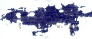 Adenostoma sparsifolium Twig Ash
