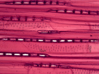 Aesculus glabra, Tangential-Section