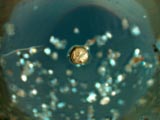 Silver Arc Sphere