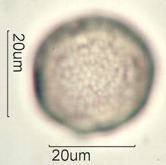 Akia Pollen